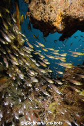 golden sweepers (parapriacanthus ransonneti) taken in Na'... by Stephan Kerkhofs 